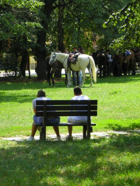 2012-08-09 Lovak pihennek a Bem József parkban