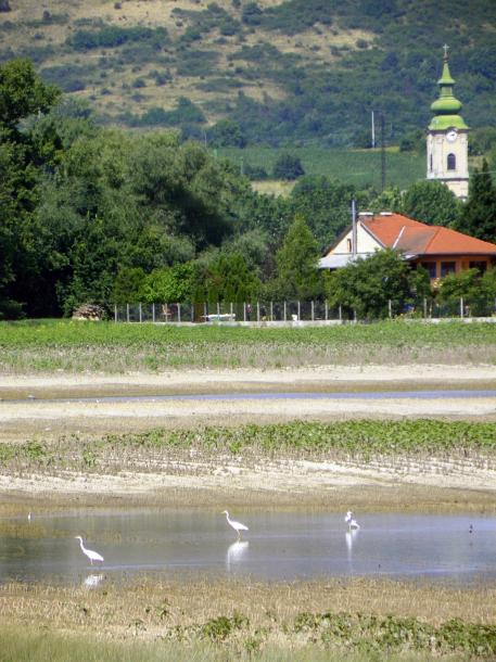 Belvízi élővilág Basaharcon